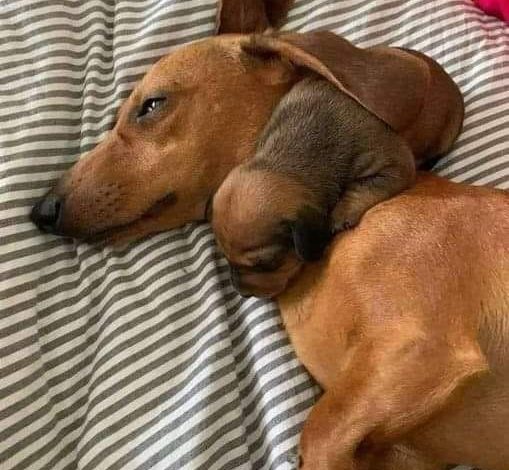 A Heartwarming Scene: A Brown Dachshund and Her Sleeping Puppy