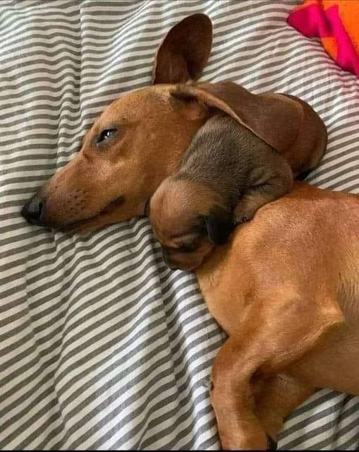 A Heartwarming Scene: A Brown Dachshund and Her Sleeping Puppy