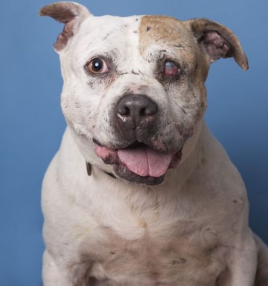 Celebrating Rocky’s 5th Birthday: The Inspiring Journey of a One-Eyed Pit Bull