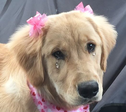 Bella’s Tender 1st Birthday: A Golden Retriever’s Journey from Tears to Triumph