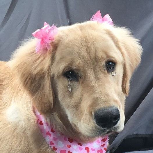 Bella’s Tender 1st Birthday: A Golden Retriever’s Journey from Tears to Triumph