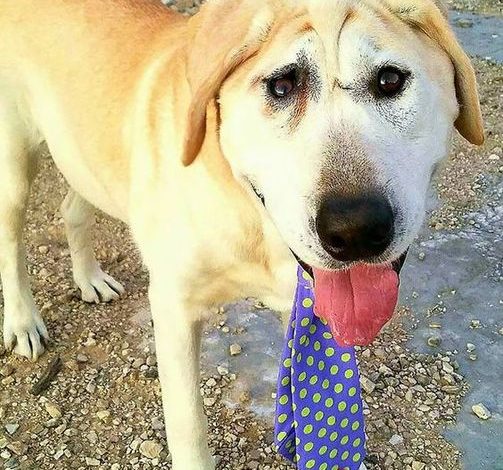 The Unforgettable Look of Bailey: A Yellow Labrador Retriever with a Unique Face