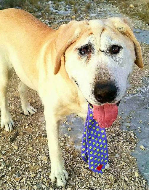 The Unforgettable Look of Bailey: A Yellow Labrador Retriever with a Unique Face