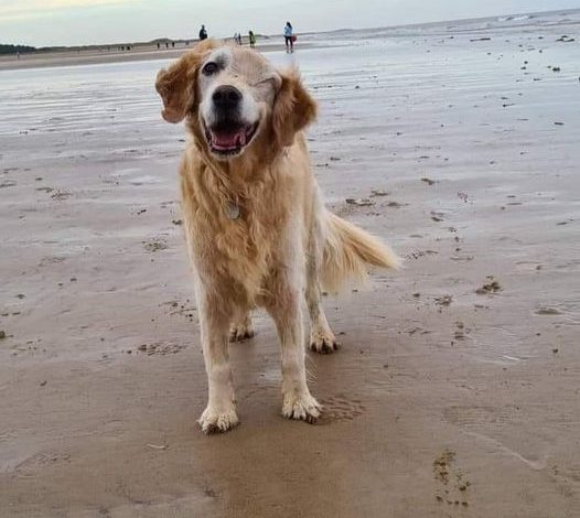 Celebrating Bailey’s 5th Birthday: A Golden Retriever’s Joyous Day on the Beach