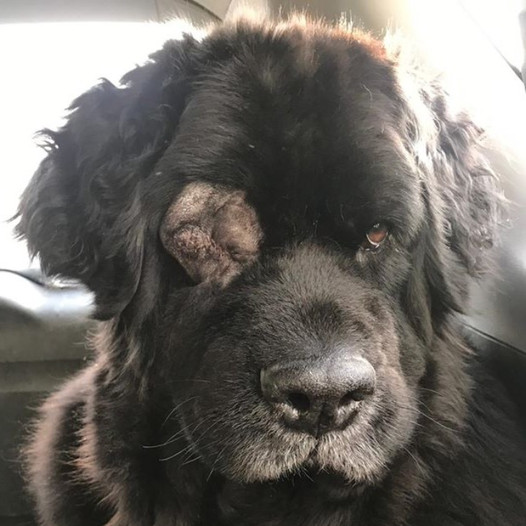 Brave Beauty: The Story of Rocky, a Dog with a Dark Growth but a Gentle Soul