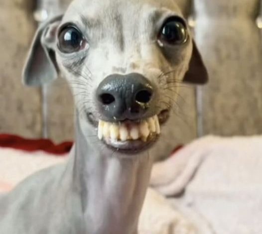 Meet Olive: The Italian Greyhound with a Grin That’ll Steal Your Heart