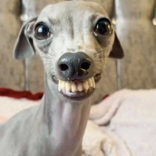 Meet Olive: The Italian Greyhound with a Grin That’ll Steal Your Heart