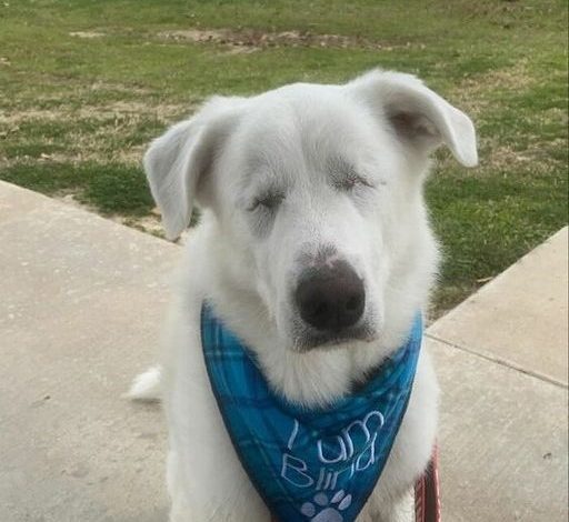 Celebrating Apollo’s 6th Birthday: A Blind Great Pyrenees’ Journey from Loneliness to Love