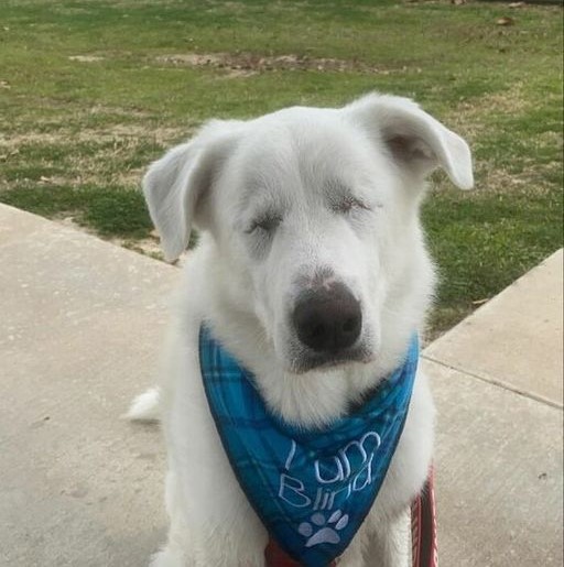 Celebrating Apollo’s 6th Birthday: A Blind Great Pyrenees’ Journey from Loneliness to Love