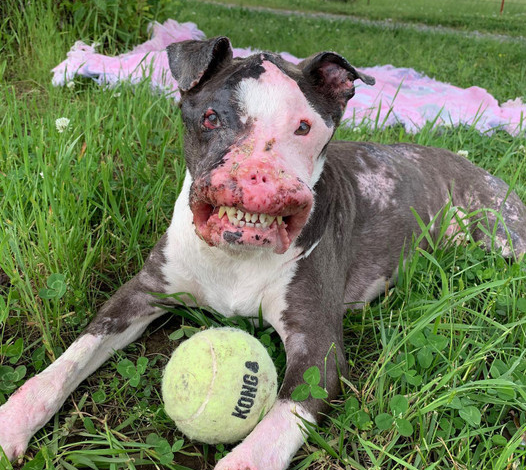 Meet Bella: The Inspiring Journey of a Dog with a Unique Face and an Unbreakable Spirit