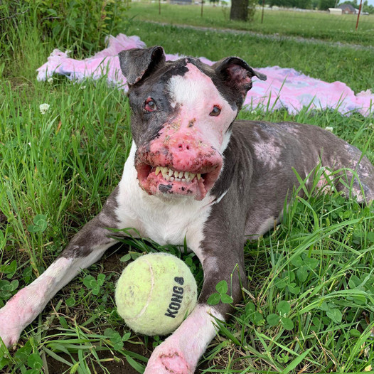 Meet Bella: The Inspiring Journey of a Dog with a Unique Face and an Unbreakable Spirit