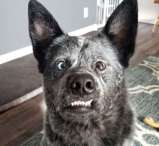 Meet Luna: The Australian Cattle Dog with a Smile as Unique as Her Spirit