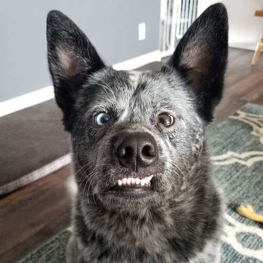 Meet Luna: The Australian Cattle Dog with a Smile as Unique as Her Spirit