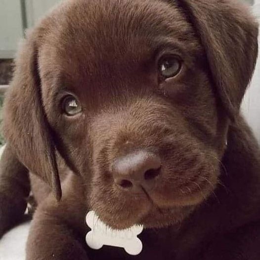 Celebrating Max’s 1st Birthday: A Heartfelt Story of a Chocolate Labrador with a Happy Ending