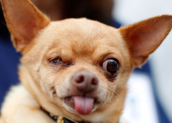 Bella’s 6th Birthday: The Story of a Chihuahua with a Smirk That Stole Hearts