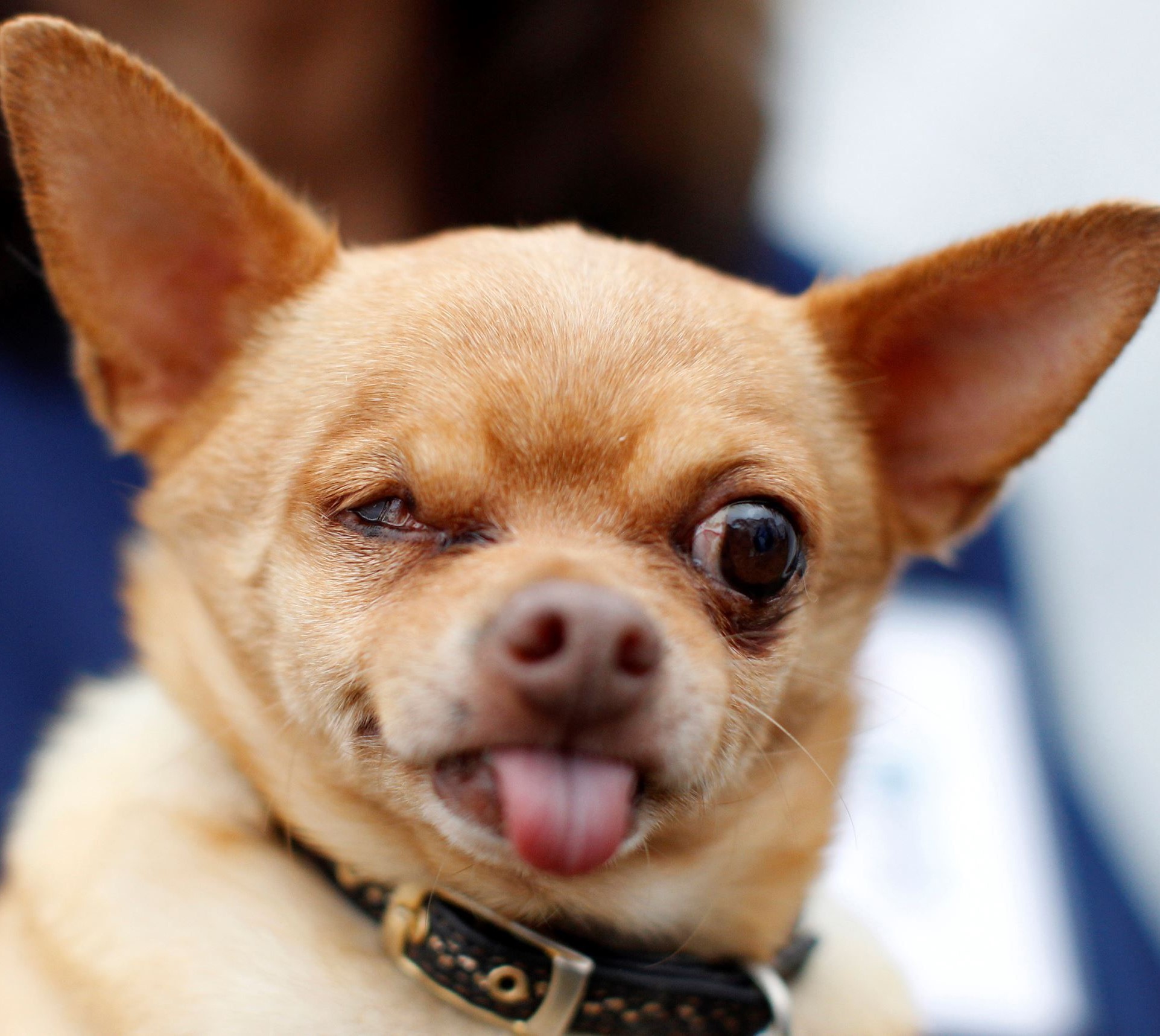 Bella’s 6th Birthday: The Story of a Chihuahua with a Smirk That Stole Hearts