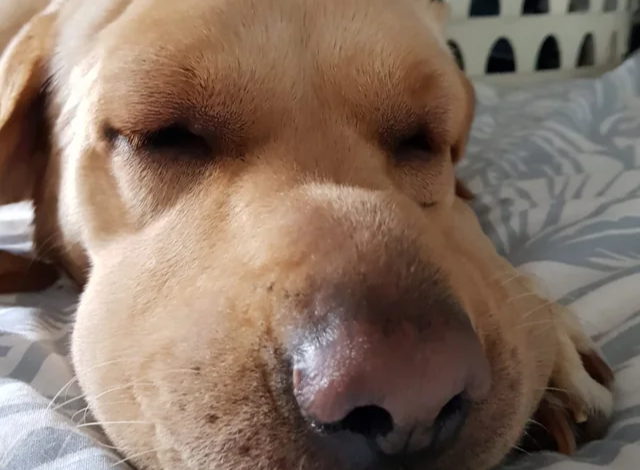 Coping with Canine Facial Swelling: Daisy the Yellow Labrador Retriever’s Battle and Recovery