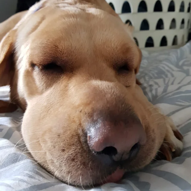 Coping with Canine Facial Swelling: Daisy the Yellow Labrador Retriever’s Battle and Recovery