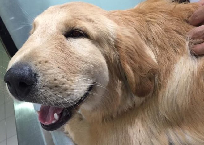 Rocky’s 5th Birthday: A Heartwarming Tale of a Golden Retriever with a Swollen Face