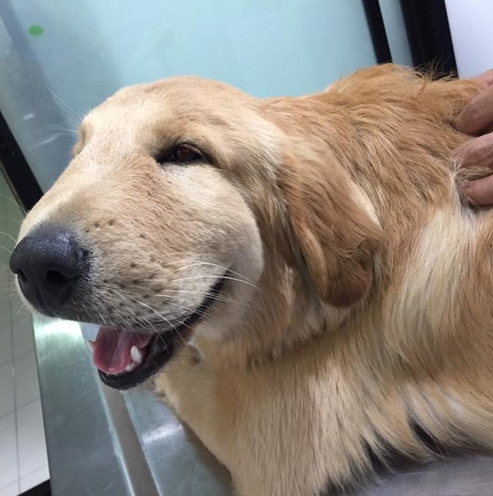 Rocky’s 5th Birthday: A Heartwarming Tale of a Golden Retriever with a Swollen Face