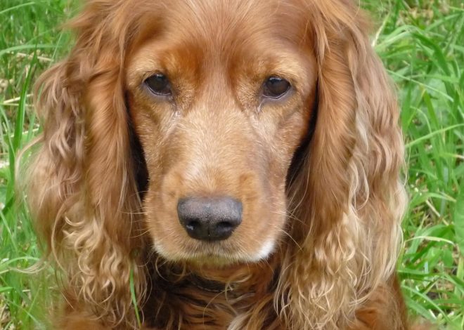 Lily’s Golden 6th Birthday: An English Cocker Spaniel’s Tale of Triumph and Joy