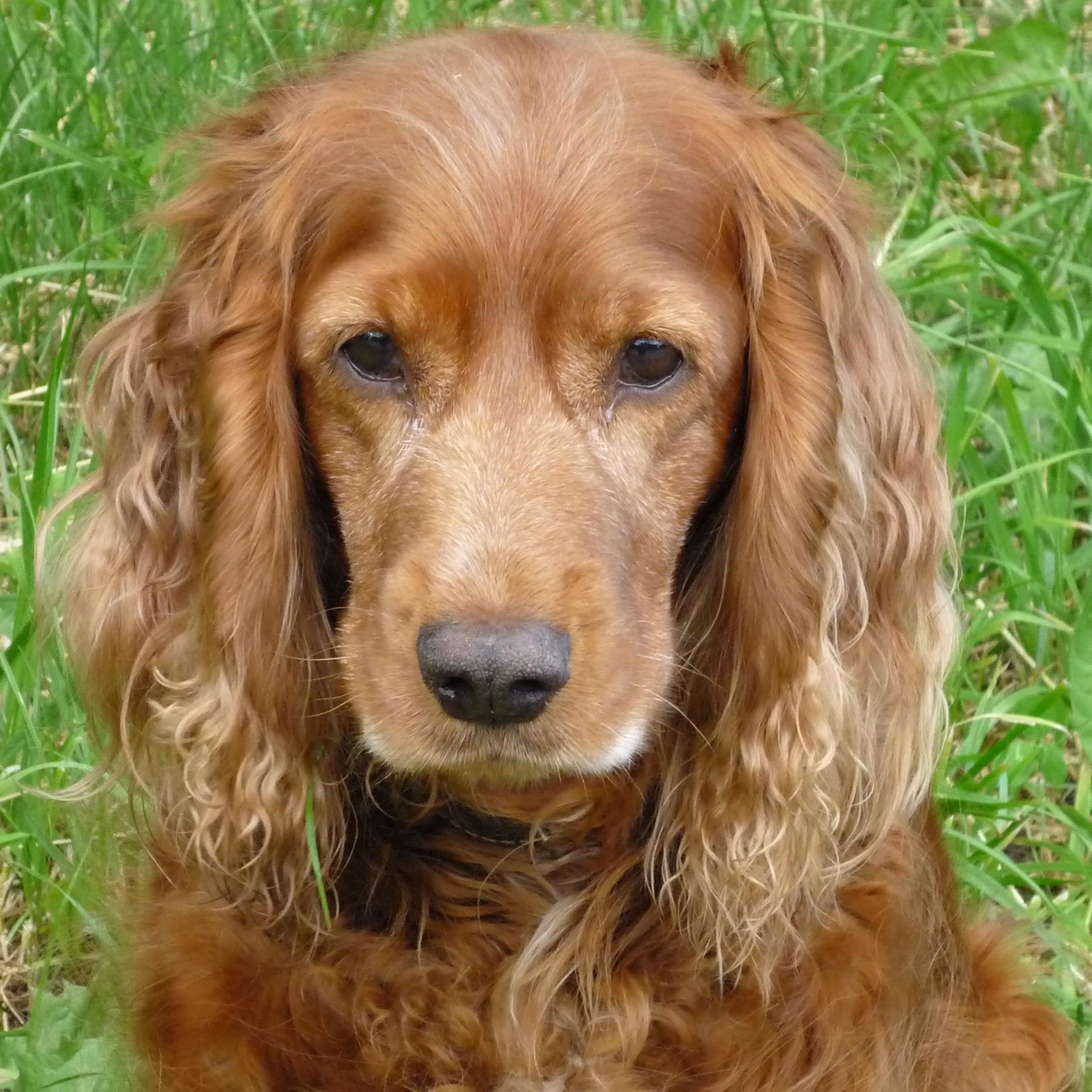 Lily’s Golden 6th Birthday: An English Cocker Spaniel’s Tale of Triumph and Joy