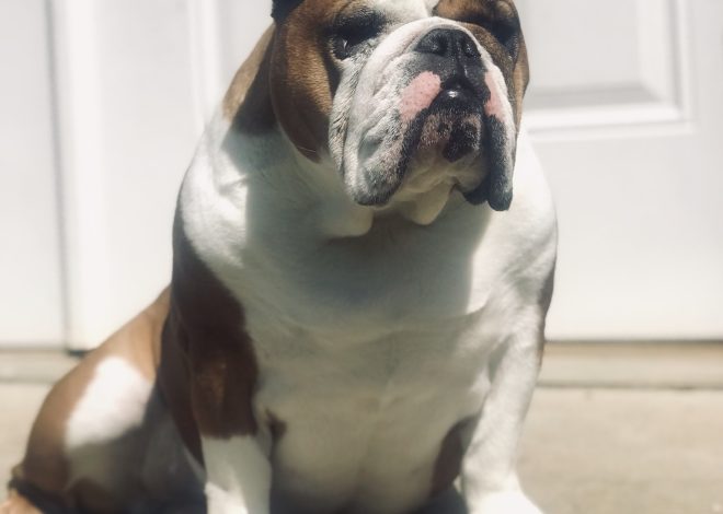 Celebrating Max’s 7th Birthday: From Struggles to Triumph in the World of English Bulldogs