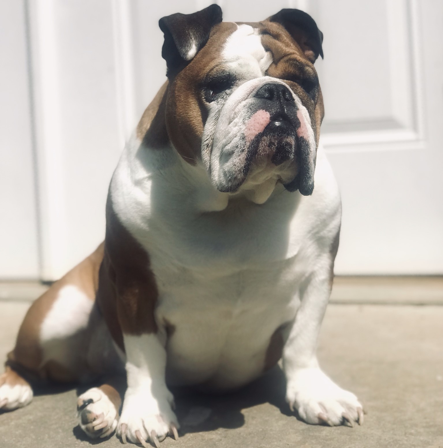 Celebrating Max’s 7th Birthday: From Struggles to Triumph in the World of English Bulldogs