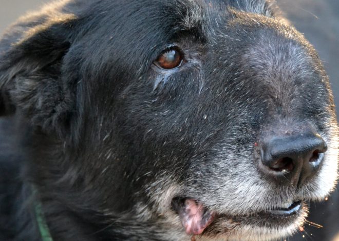 Celebrating Bear’s 12th Birthday: A Heartwarming Tale of Resilience and Love