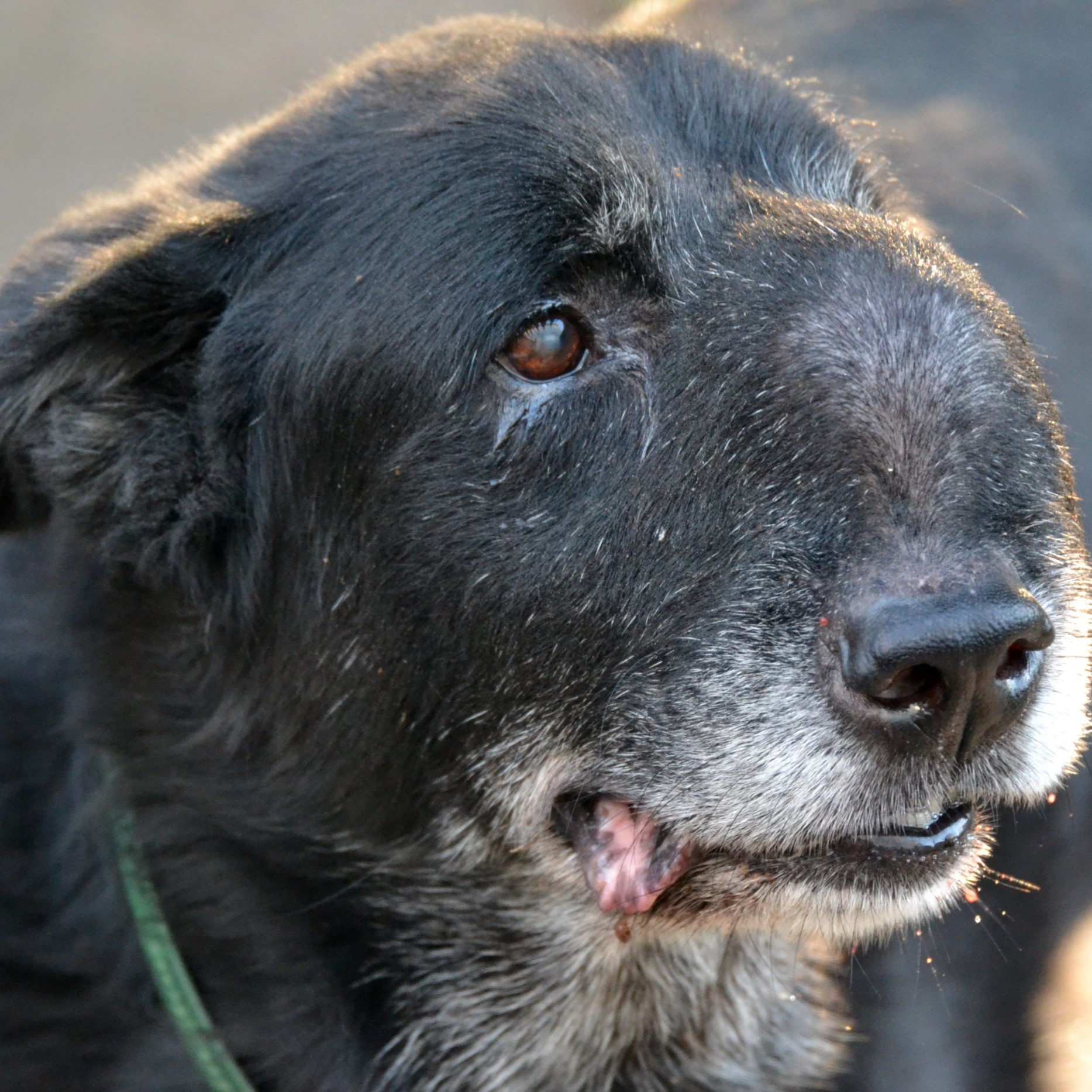 Celebrating Bear’s 12th Birthday: A Heartwarming Tale of Resilience and Love