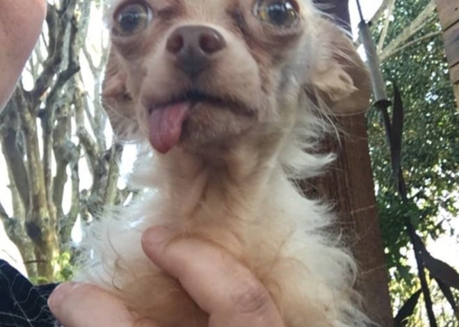 Celebrating Coco’s 5th Birthday: A Heartwarming Journey of a Unique Long-Haired Chihuahua