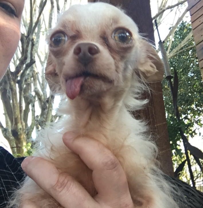 Celebrating Coco’s 5th Birthday: A Heartwarming Journey of a Unique Long-Haired Chihuahua