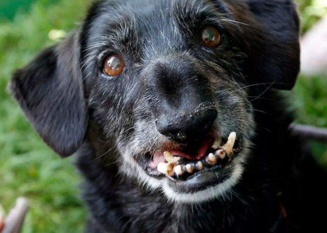 Max’s 12th Birthday: Celebrating a Senior Pup’s Remarkable Journey from Heartbreak to Joy”