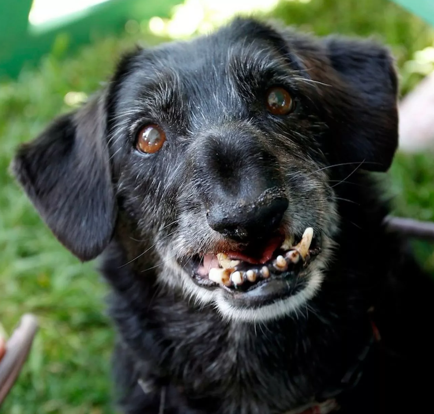 Max’s 12th Birthday: Celebrating a Senior Pup’s Remarkable Journey from Heartbreak to Joy”