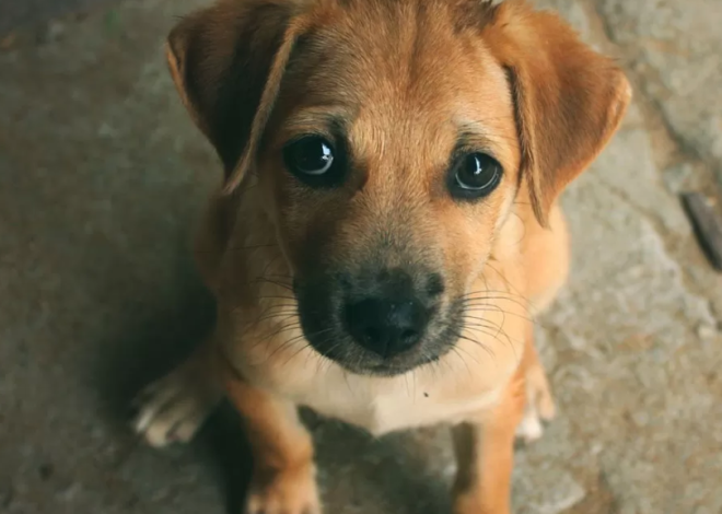 Luna’s First Birthday: A Soulful Journey of a Vulnerable Puppy with Big Brown Eyes