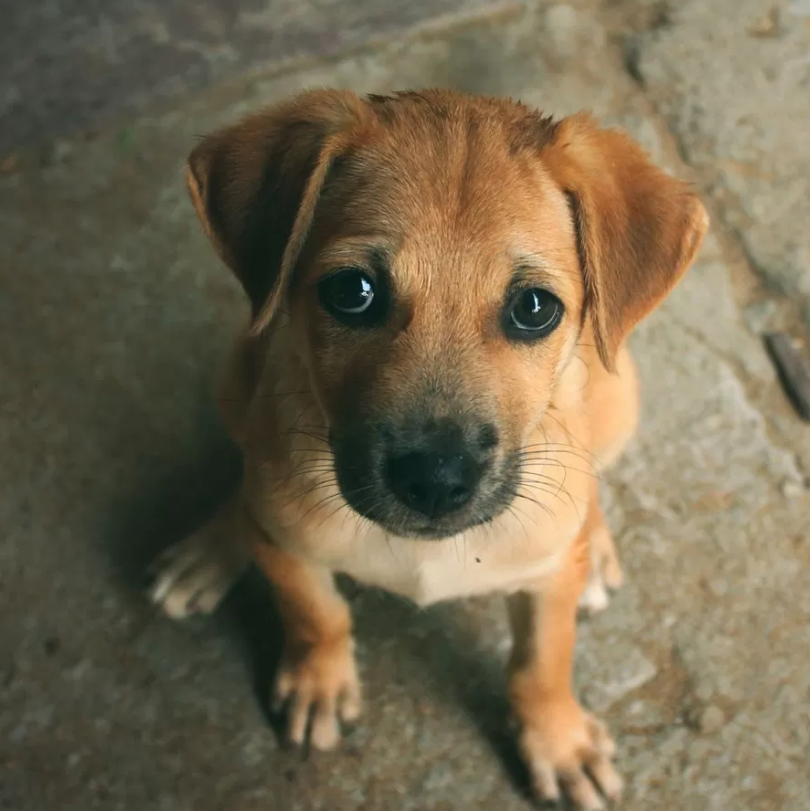 Luna’s First Birthday: A Soulful Journey of a Vulnerable Puppy with Big Brown Eyes