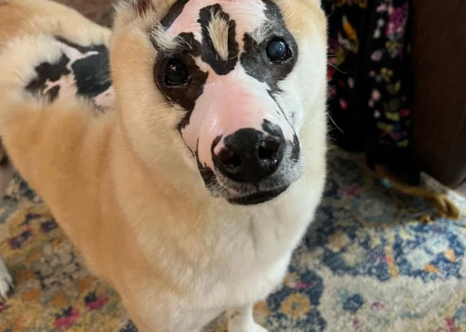 Oreo’s Remarkable Journey: The Dog with Striking Black and White Markings and an Unforgettable Personality