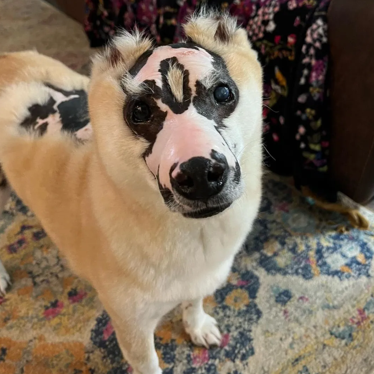 Oreo’s Remarkable Journey: The Dog with Striking Black and White Markings and an Unforgettable Personality