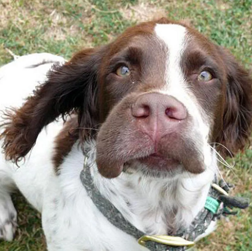 Buddy’s 4th Birthday: From a Scary Swollen Muzzle to a Day Full of Joy and Treats