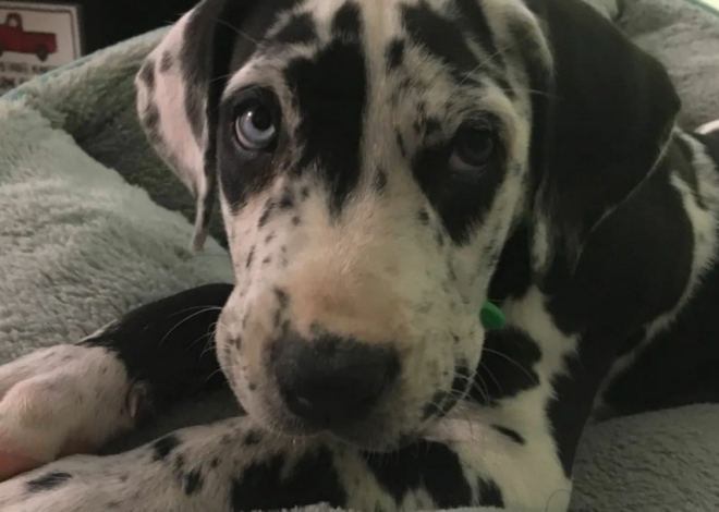 Celebrating Max’s 2nd Birthday: The Sweet Journey of a Young Great Dane with Big Blue Eyes