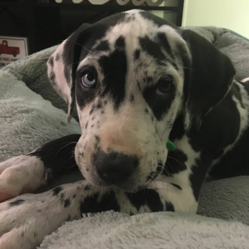 Celebrating Max’s 2nd Birthday: The Sweet Journey of a Young Great Dane with Big Blue Eyes