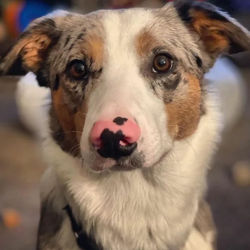 Celebrating Skye’s Second Birthday: A Blue Merle Beauty with a Pink Nose and a Heartwarming Journey