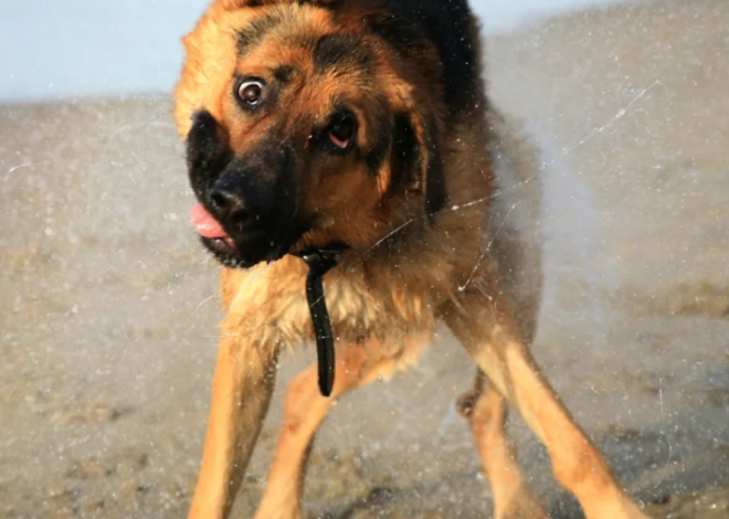 Celebrating Rex’s Third Birthday: A German Shepherd’s Joyful Splash with a Heartwarming Twist