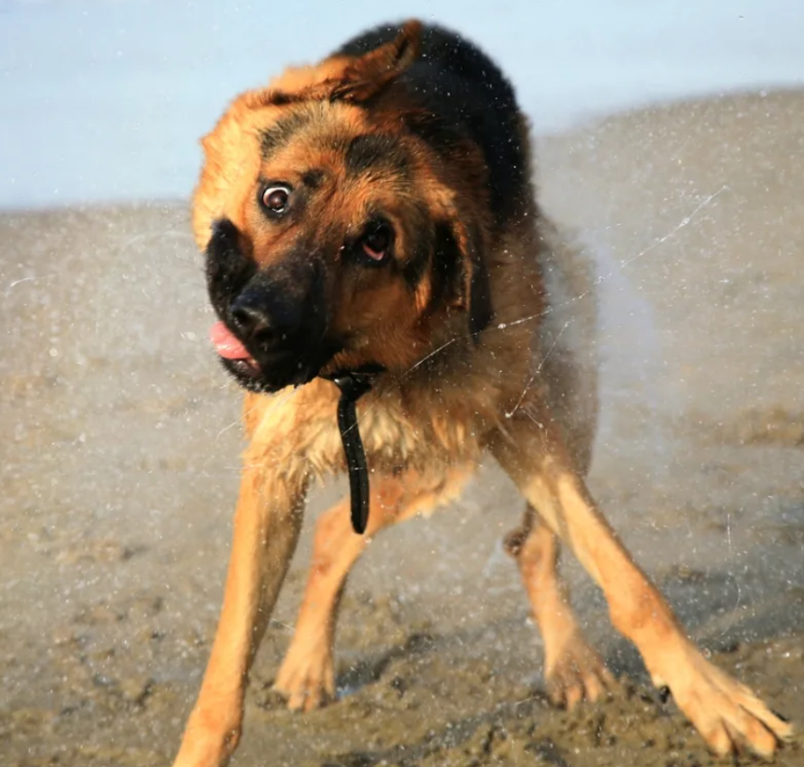 Celebrating Rex’s Third Birthday: A German Shepherd’s Joyful Splash with a Heartwarming Twist