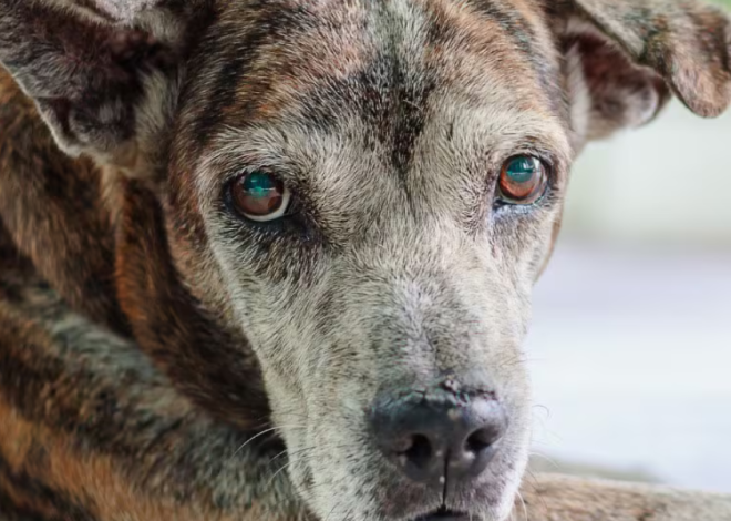 A Touching Birthday: Celebrating 12-Year-Old Scout, the Brown and Grey Senior Dog with a Soulful Gaze