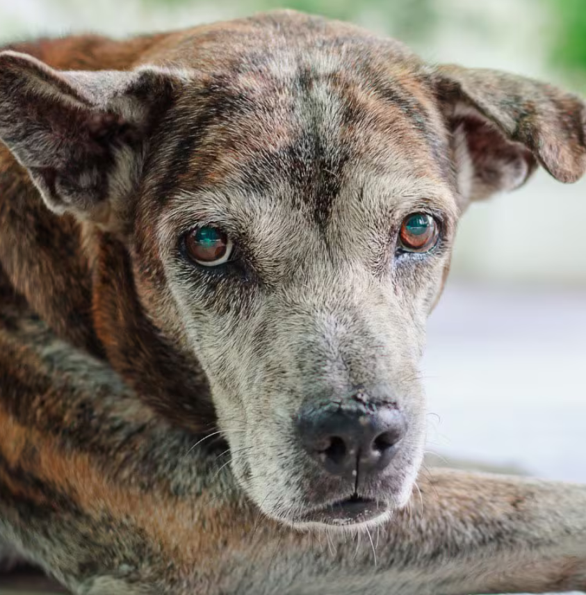 A Touching Birthday: Celebrating 12-Year-Old Scout, the Brown and Grey Senior Dog with a Soulful Gaze