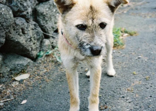 Max’s 5th Birthday: A Journey from Sadness to Joy for a Mixed-Breed with a Tan Coat