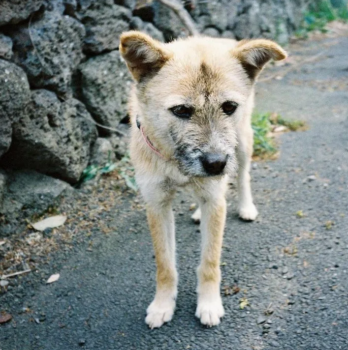 Max’s 5th Birthday: A Journey from Sadness to Joy for a Mixed-Breed with a Tan Coat