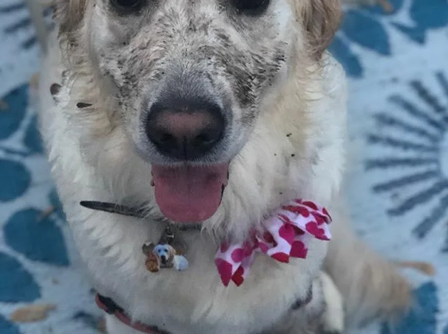 Celebrating Charlie’s 3rd Birthday: A Muddy Golden Retriever with a Heartwarming Story