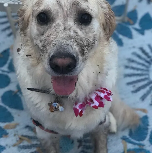 Celebrating Charlie’s 3rd Birthday: A Muddy Golden Retriever with a Heartwarming Story